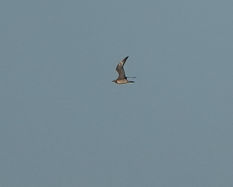 long-tailed skua long-tailed skua